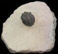 Pseudocryphaeus (Cryphina) Trilobite #39836-3